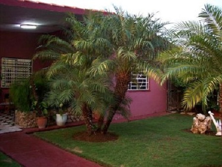 'Garden' Casas particulares are an alternative to hotels in Cuba.