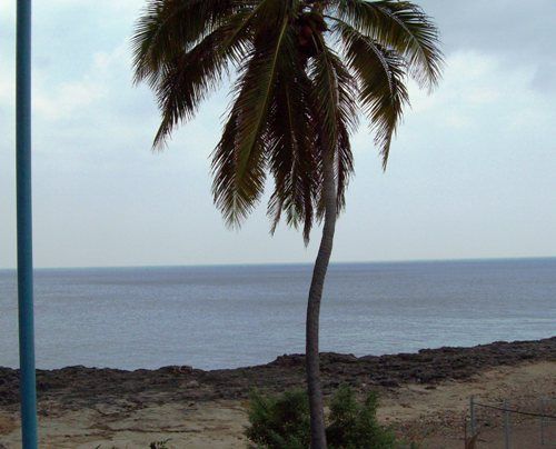 'palm' Casas particulares are an alternative to hotels in Cuba.