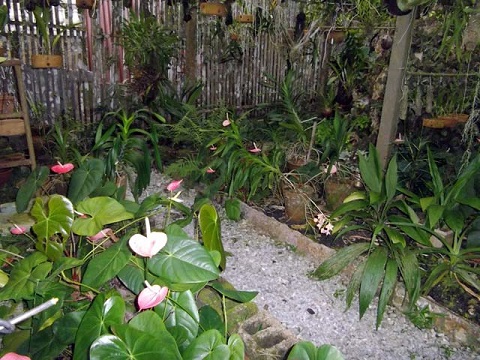 'Jardin de Orquideas' Casas particulares are an alternative to hotels in Cuba.