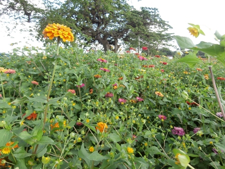 'Jardin' Casas particulares are an alternative to hotels in Cuba.